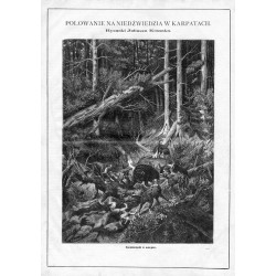 "Niedźwiedź w ostępie. 604"