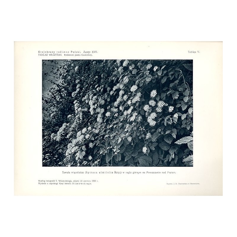 "Tawuła wiązolistna (Spiraea ulmifolia Scop.) w reglu górnym na Foreszczenie nad Prutem. Według fotografji T. Wilczyńskiego, zdj