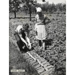 "Truskawki obrodziły..."