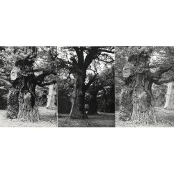 Rogalin. Park przypałacowy