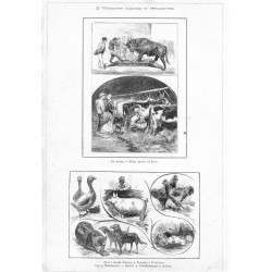 "Z Wystawy rolniczéj w Warszawie. Na wadze. - Mleko prosto od krów. Drób i trzoda chlewna p. Ryxowéj z Prażmowa. Dog p. Makdonal