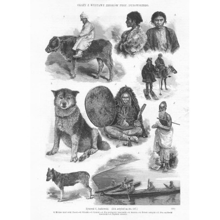 "OKAZY Z WYSTAWY ZBIORÓW PROF. DYBOWSKIEGO. Rysował C. Jankowski. [...] 1) Korejec znad rzeki Ussuri.-2) Gliaczki.-3) Łomuci.-4)
