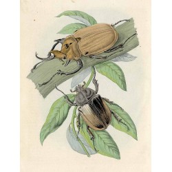 ("Chrząszcz Słoń Megalosoma (Scarabeus Elephas).")