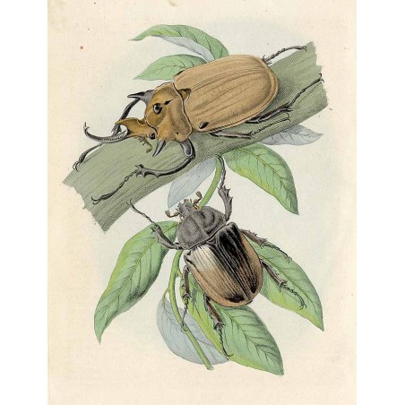 ("Chrząszcz Słoń Megalosoma (Scarabeus Elephas).")