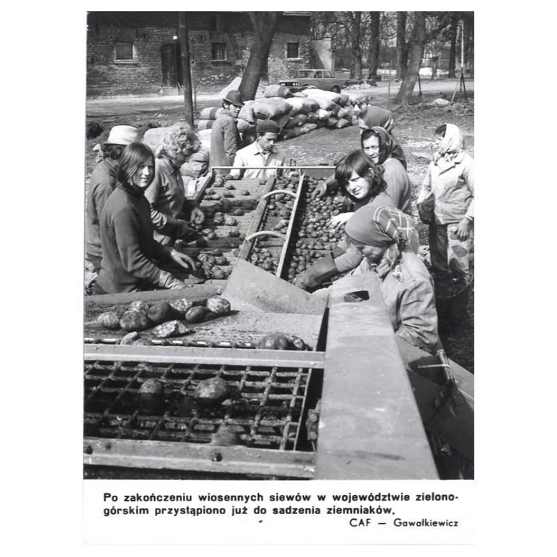 "Po zakończeniu wiosennych siewów w województwie zielonogórskim przystąpiono już do sadzenia ziemniaków. CAF - Gawałkiewicz"