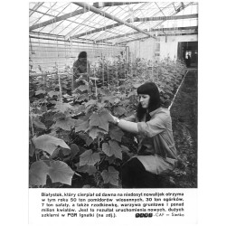 "Białystok, który cierpiał od dawna na niedosyt nowalijek [...] Jest to rezultat uruchomienia nowych, dużych szklarni w PGR Igna