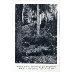 "Puszcza świerkowa u źródlisk Prutu, poniżej połoniny Pożyżewskiej. Według fotografji T. Wilczyńskiego, zdjętej 25 września 1929