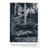 "Puszcza świerkowa u źródlisk Prutu, poniżej połoniny Pożyżewskiej. Według fotografji T. Wilczyńskiego, zdjętej 25 września 1929
