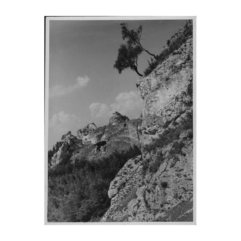 "Kroczyce (pow. Zawiercie). Rezerwat skalny Góra Zborów [...]"