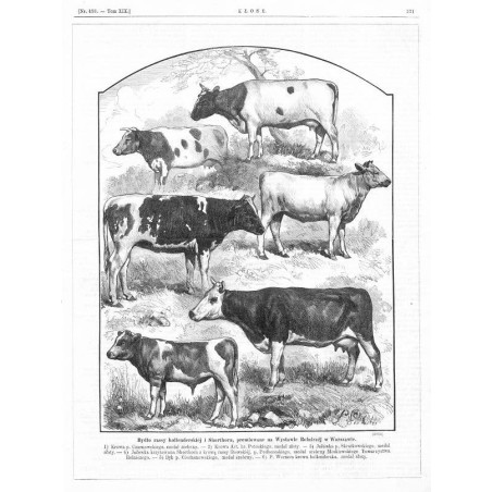 "Bydło rassy hollenderskiéj i Shorthorn, premiowane na Wystawie Rolniczéj w Warszawie. 1) Krowa p. Czarnowskiego, medal srebrny.