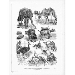 "Niektóre okazy z ogrodu zoologicznego w Warszawie. Rysował C. Jankowski. (433)"