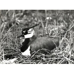 "Czajka Vanellus vanellus siedząca na gnieździe. Kotlina Biebrzy."