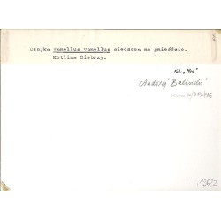 "Czajka Vanellus vanellus siedząca na gnieździe. Kotlina Biebrzy."