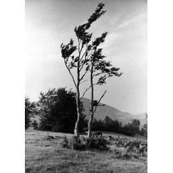 "Teschener Beskiden: Wetterkamm auf dem Bergkamm. Kozubowa b. Jablunkau"
