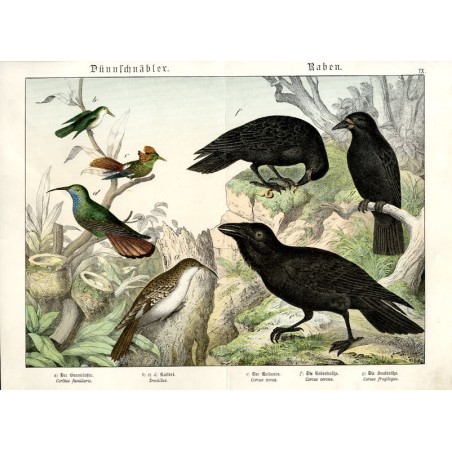 "Dünnschnäbler. Raben. IX. a) Der Baumläufer. Certhia familiaris. b) c) d) Kolibri. Trochilus. e) Der Kolkrabe. Corvus corax. f)