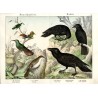 "Dünnschnäbler. Raben. IX. a) Der Baumläufer. Certhia familiaris. b) c) d) Kolibri. Trochilus. e) Der Kolkrabe. Corvus corax. f)
