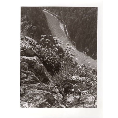 "Pieniny: Kwiaty na Sokolicy"