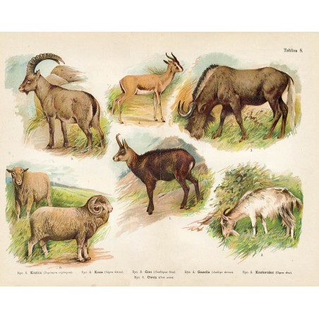 Tablica 8. 1. Kozica 2. Koza 3. Gnu 4. Gazella 5. Koziorożec 6. Owca.