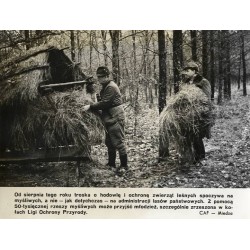 "[...] troska o hodowlę i ochronę zwierząt leśnych spoczywa na myśliwych [...] CAF - Miedza"
