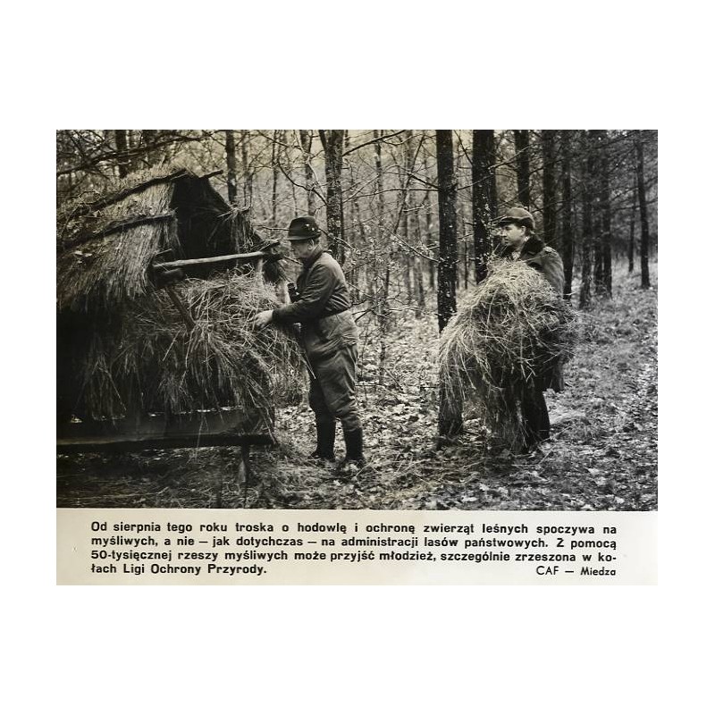 "[...] troska o hodowlę i ochronę zwierząt leśnych spoczywa na myśliwych [...] CAF - Miedza"