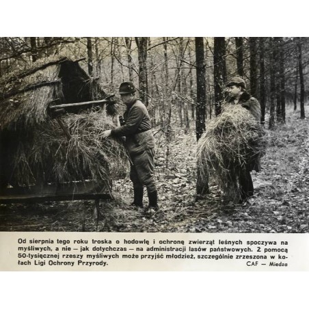"[...] troska o hodowlę i ochronę zwierząt leśnych spoczywa na myśliwych [...] CAF - Miedza"