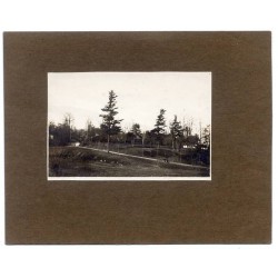 "Sosny na Żelaznej Wodzie. Lwów 23/III 1913. fot. K. Zuber"