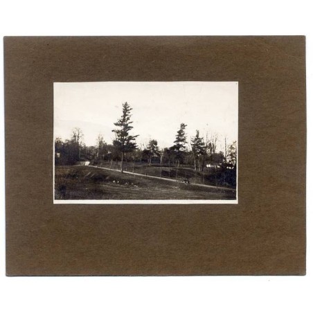 "Sosny na Żelaznej Wodzie. Lwów 23/III 1913. fot. K. Zuber"