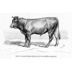 [1] "Stier der semmelfarbenen Landrace aus dem westlichen Hügelland." [2] "Kuh der semmelfarbenen Landrace aus dem westlichen H