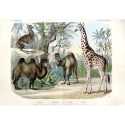 "I. Abtheilung. Säugethiere 12. Blatt. 1. Kameel. Camelus bactrianus. Lin. 2. Dromedar. Cam. dromedarius. Lin. 3. Lama. Auchenia