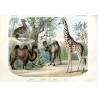 "I. Abtheilung. Säugethiere 12. Blatt. 1. Kameel. Camelus bactrianus. Lin. 2. Dromedar. Cam. dromedarius. Lin. 3. Lama. Auchenia