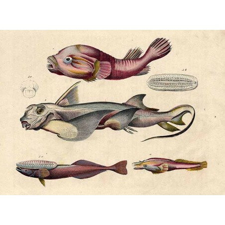 ("Ryby")