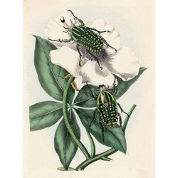 ("Chrząszcz Afrykański.")