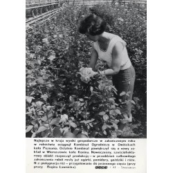 "[...] Kombinat Ogrodniczy w Owińskach [...] (przy pracy Regina Ławnicka). KAW-CAF - Staszyszyn"