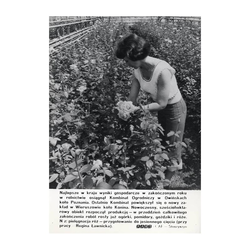 "[...] Kombinat Ogrodniczy w Owińskach [...] (przy pracy Regina Ławnicka). KAW-CAF - Staszyszyn"