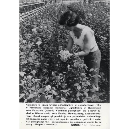 "[...] Kombinat Ogrodniczy w Owińskach [...] (przy pracy Regina Ławnicka). KAW-CAF - Staszyszyn"