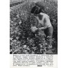 "[...] Kombinat Ogrodniczy w Owińskach [...] (przy pracy Regina Ławnicka). KAW-CAF - Staszyszyn"