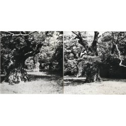 Rogalin. Park przypałacowy, dęby