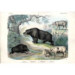 "I. Abtheilung. Säugethiere 10. Blatt. 1. Nilpferd. Hippopotamus amphibius.L. 2. Hausschwein. Sus domesticus.L. 3. Wildschwein S