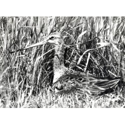 "Rycyk Limosa limosa siedzący na gnieździe. Kotlina Biebrzy."