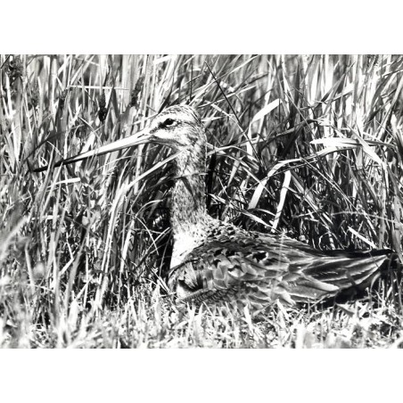 "Rycyk Limosa limosa siedzący na gnieździe. Kotlina Biebrzy."