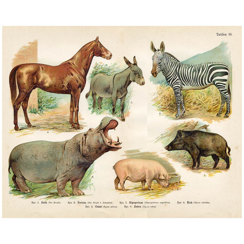 Tablica 10. 1. Dzik 2. Świnia 3. Hipopotam 4. Koń 5. Osioł 6. Zebra