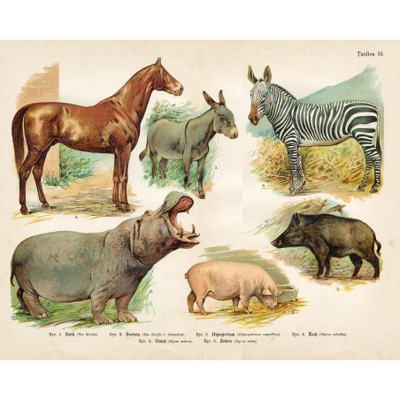 Tablica 10. 1. Dzik 2. Świnia 3. Hipopotam 4. Koń 5. Osioł 6. Zebra