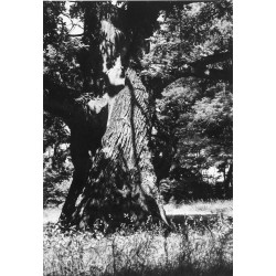 "ROGALIN - park k. pałacu wiekowy dąb. 31-1241 A-6825"