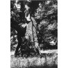 "ROGALIN - park k. pałacu wiekowy dąb. 31-1241 A-6825"
