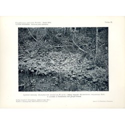 "Żywokost sercowaty (Symphytum cordatum W. et K.) i Jaskier karpacki (Ranunculus carpaticus Herb.) z zaroślach na Foreszczenie n