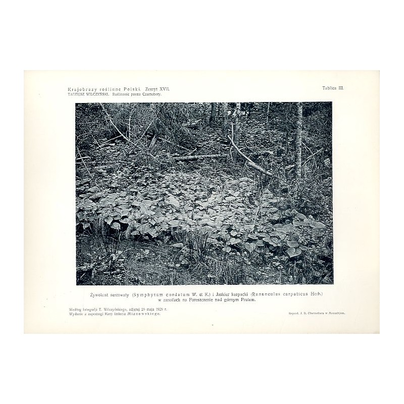 "Żywokost sercowaty (Symphytum cordatum W. et K.) i Jaskier karpacki (Ranunculus carpaticus Herb.) z zaroślach na Foreszczenie n