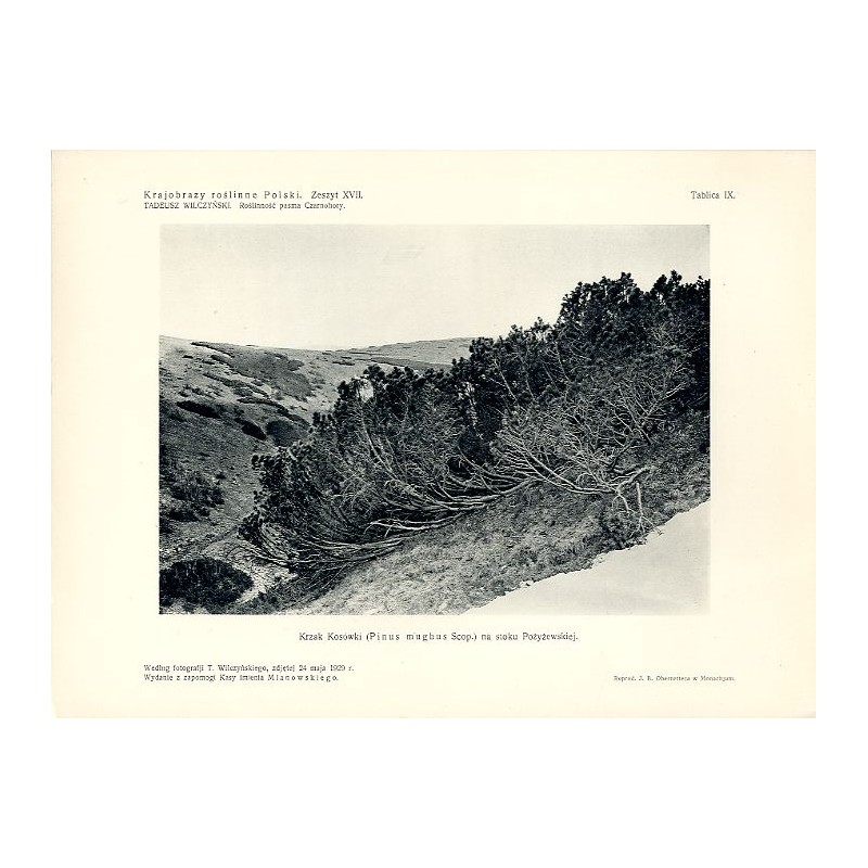"Krzak Kosówki (Pinus mughus Scop.) na stoku Pożyżewskiej. Według fotografji T. Wilczyńskiego, zdjętej 24 maja 1929 r. "