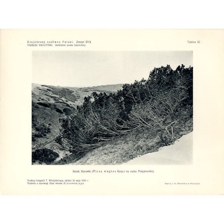 "Krzak Kosówki (Pinus mughus Scop.) na stoku Pożyżewskiej. Według fotografji T. Wilczyńskiego, zdjętej 24 maja 1929 r. "