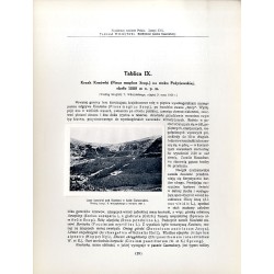 "Krzak Kosówki (Pinus mughus Scop.) na stoku Pożyżewskiej. Według fotografji T. Wilczyńskiego, zdjętej 24 maja 1929 r. "