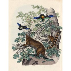 ("Ostronos (Nasua).")